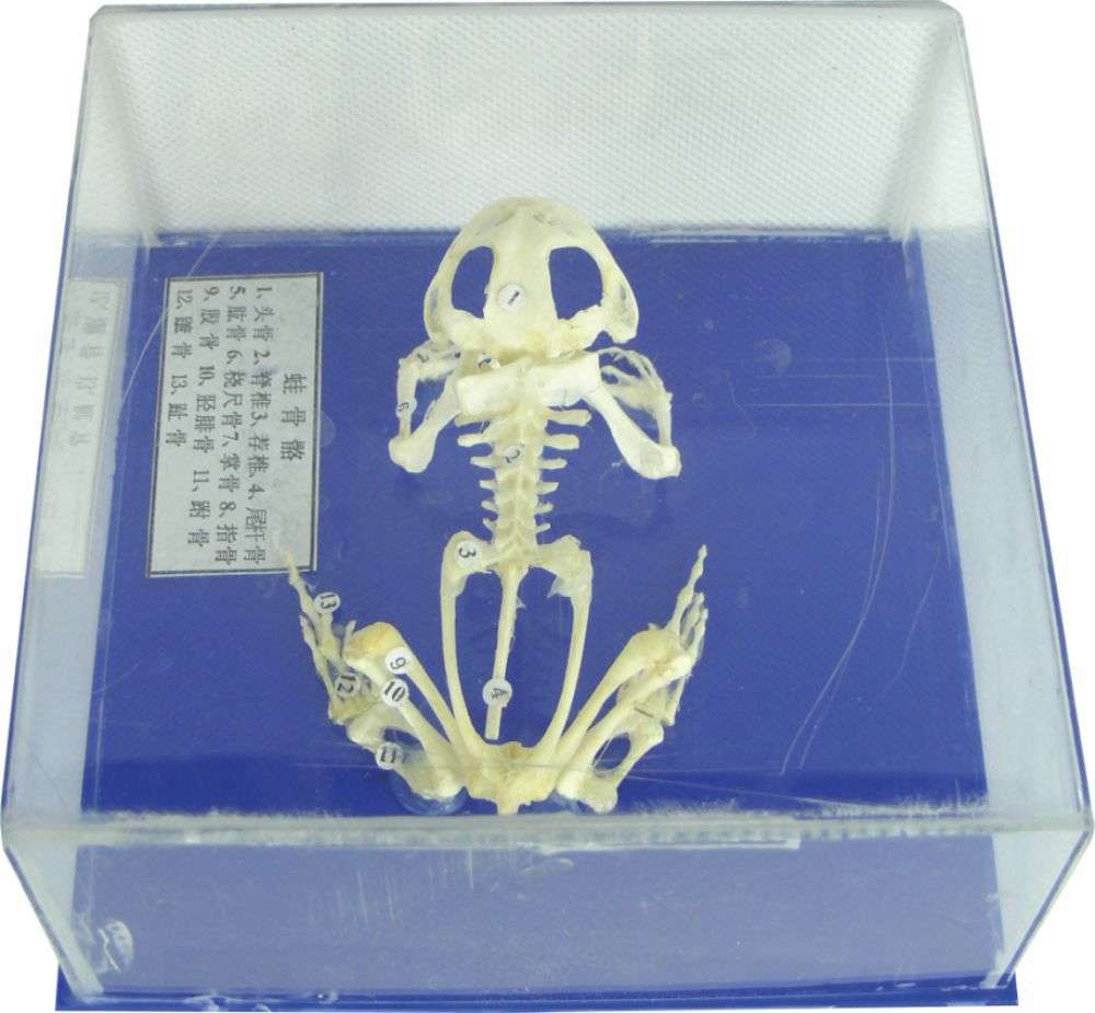 蒙檯(tai)梭利教具(ju) 青蛙骨骼标